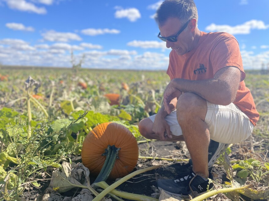 Adam Rader, of Rader Family Farms in Normal, eyes a pumpkin in the u-pick patch on Sept. 28, 2022.