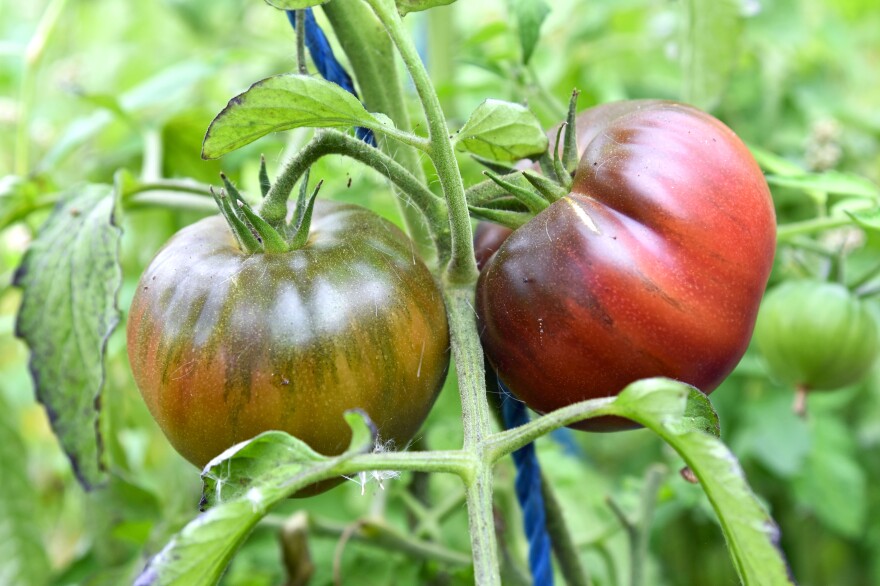 Tomatoes on the vine