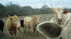 Texas cattle prices may not see a big impact from a discovery of mad cow in California