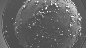 Microplastic particles stick to a molecular sieve bead covered with adhesives derived from diapers. (credit: Violet Sheffey-Chazovachii))