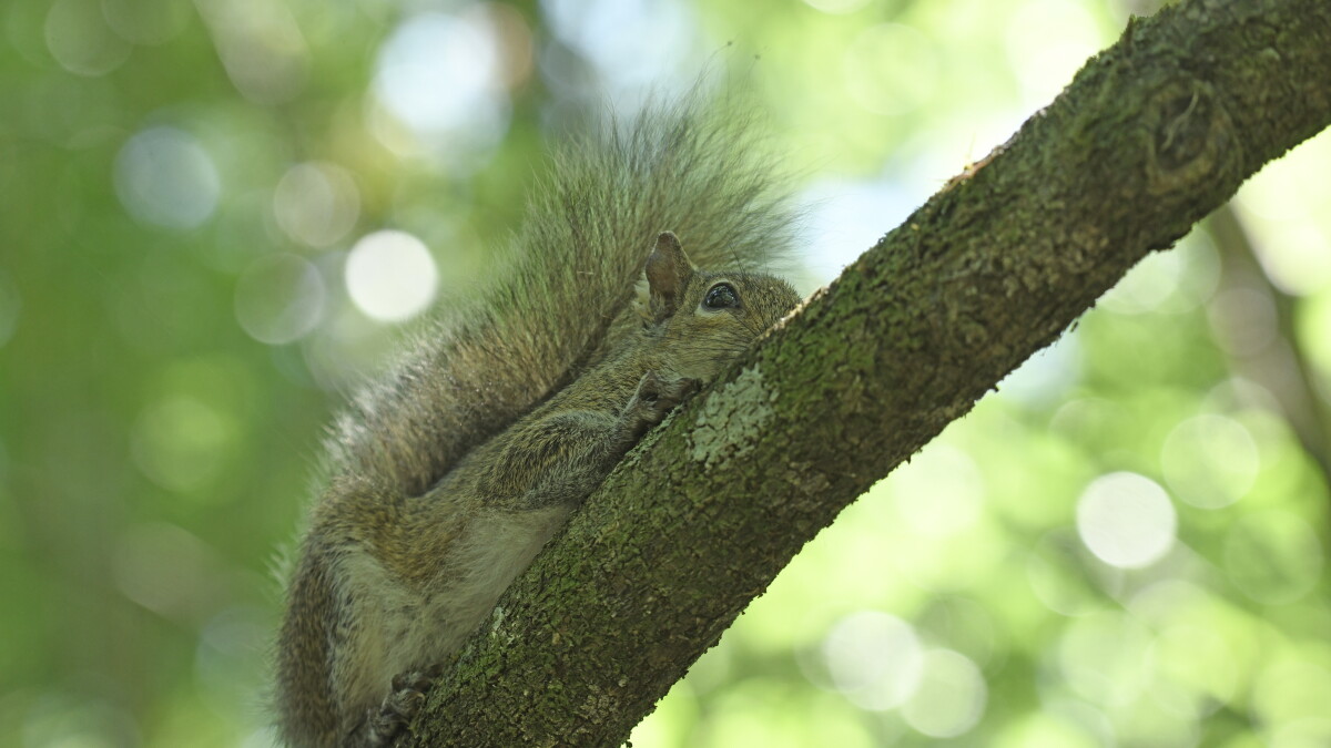 Gray Squirrel : vimarsana.com