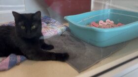A feline friend will do their business on your subject of choice for $10.