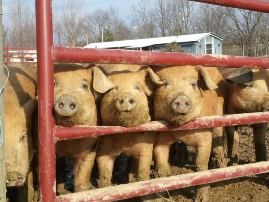 napoleonridgefarms.jpg