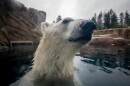 Nora the polar bear takes a dip in one of the chilled saltwater pools at Polar Passage. Photo by