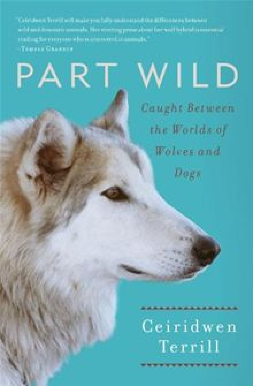 Ceiridwen Terrill, wolf, part wild, wolf-dog, 