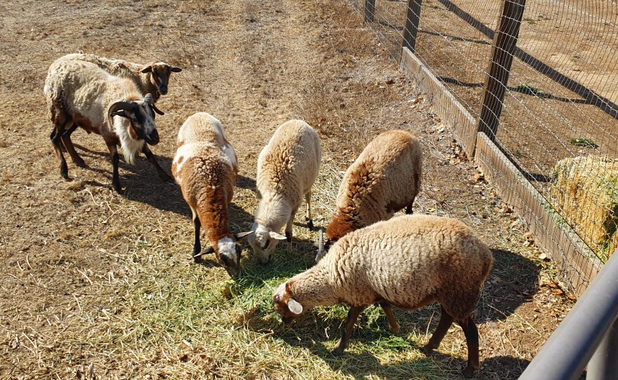 The sheep in the neighbor's pasture