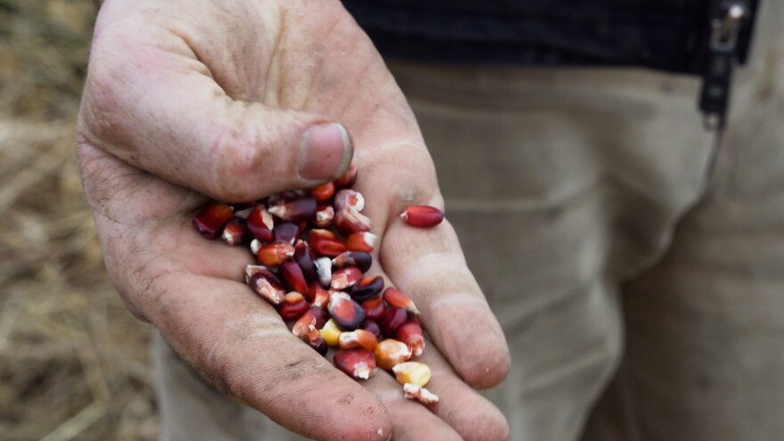 Kernels of bloody butcher corn from Cow Creek Organics farm outside Paxton, Ill., used to produce grits and bourbon.