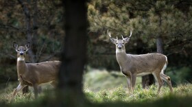 A new bill introduced by State Sen. Curt VanderWall (R/Ludington) would reverse Michigan's ban on deer baiting and feeding.