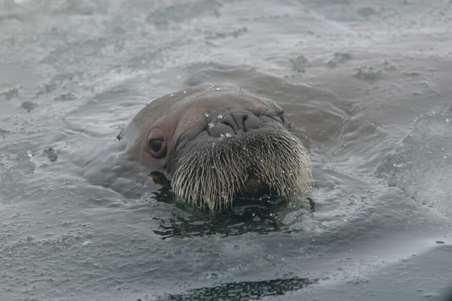 A curious Pacific walrus calf peers out of the water on April 19, 2004. Work by Tony Blade, a University of Alaska student, was the first to document microplastics in the tissues of Pacific walruses. Blade has followed up with an examination of a larger sample of tissues from walruses harvested by subsistence hunters.
