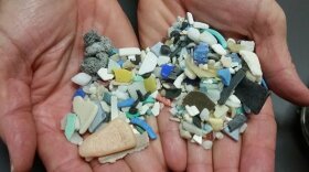 Pieces of microplastic.