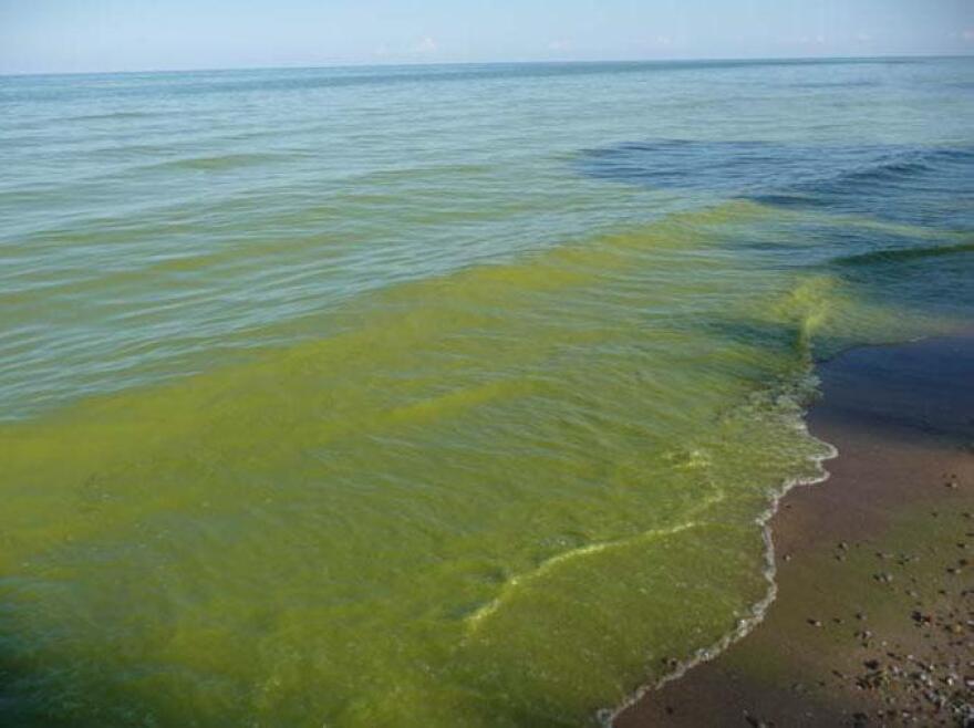 Lake Erie algea