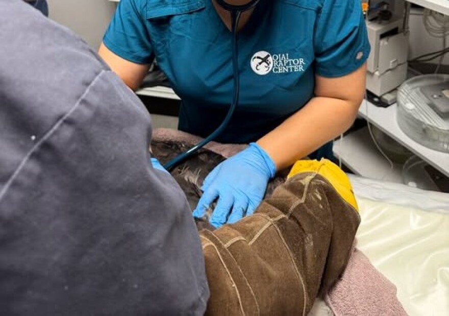 The bald eagle known as Jackie undergoing treatment at the Ojai Raptor Center. She died Monday.