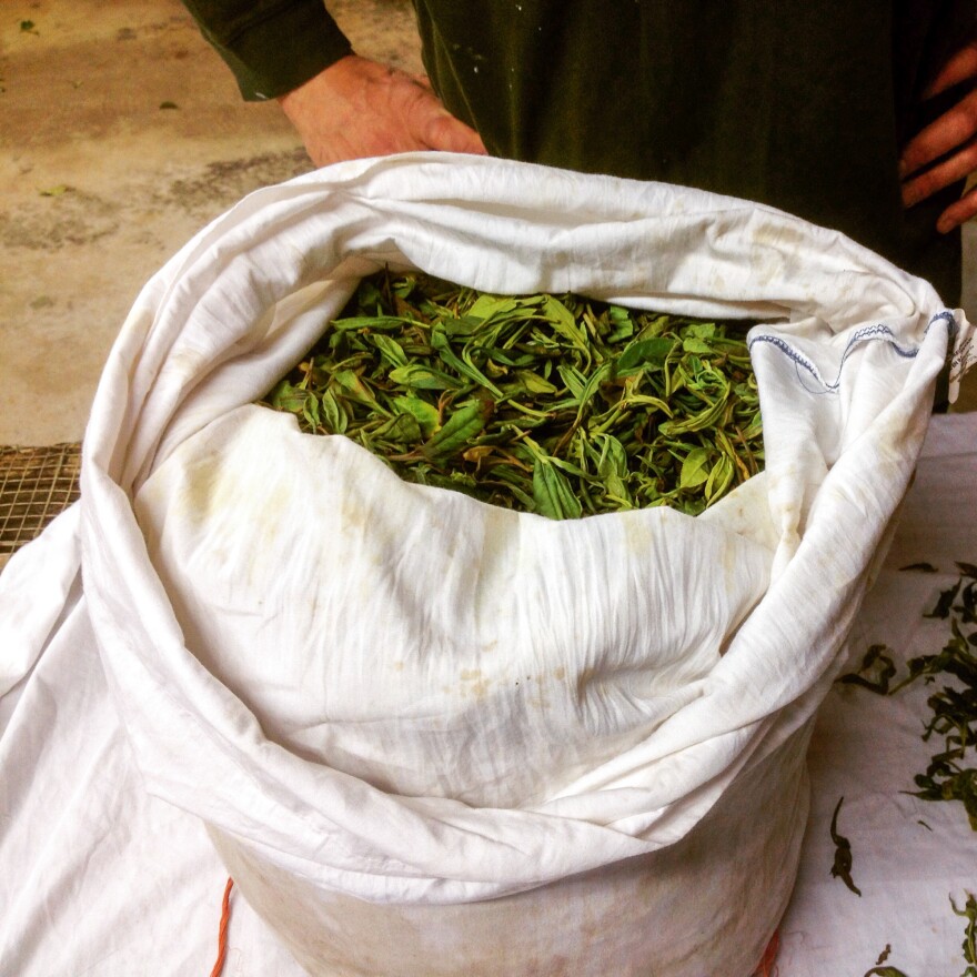 A bag of freshly harvested <em>Camellia sinensis</em> leaves.