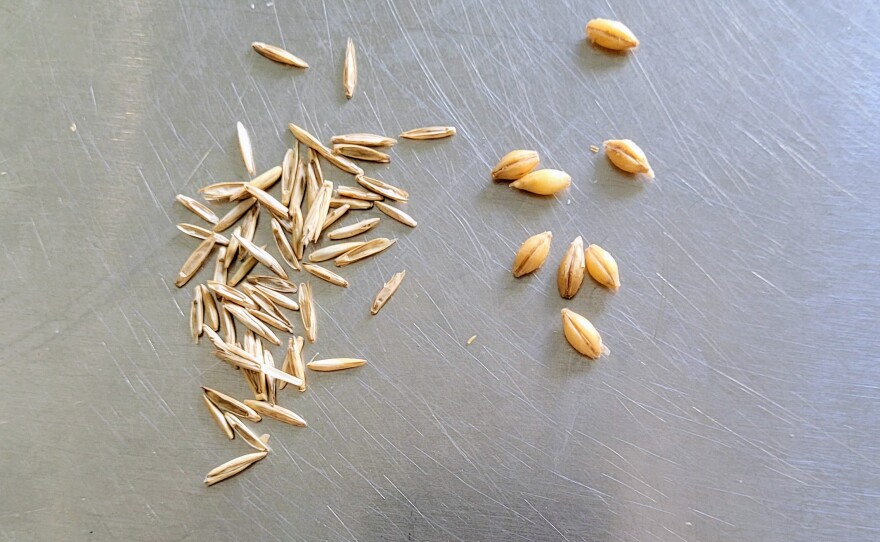 Kernza, on the left, is much smaller than barley, on the right. The malting equipment at Todd Olander's malthouse was built for barley seeds. It can't handle the much smaller Kernza. Taken at Root Shoot Malting in Loveland, Colo., on October 10, 2023