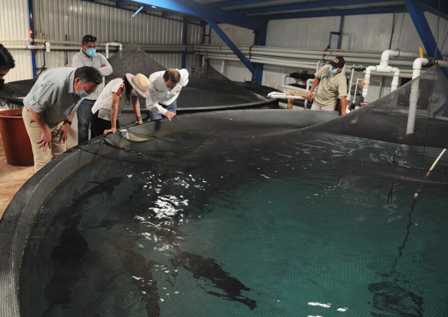 captive bred totoaba