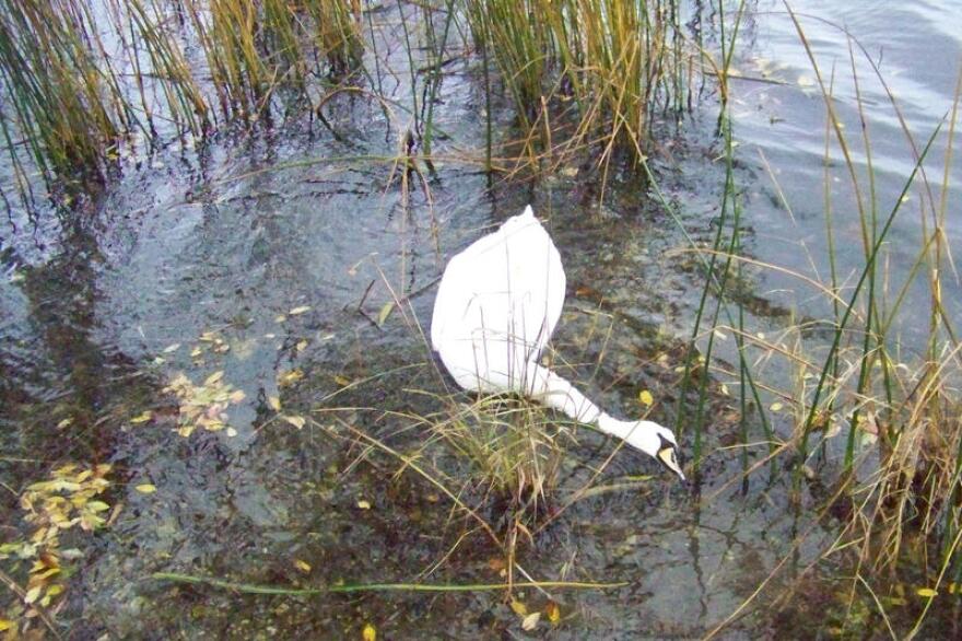 One of the mute swans John Madeka found dead at George Lake in Hammond on Nov. 6, 2018. (Provided by John Madeka)