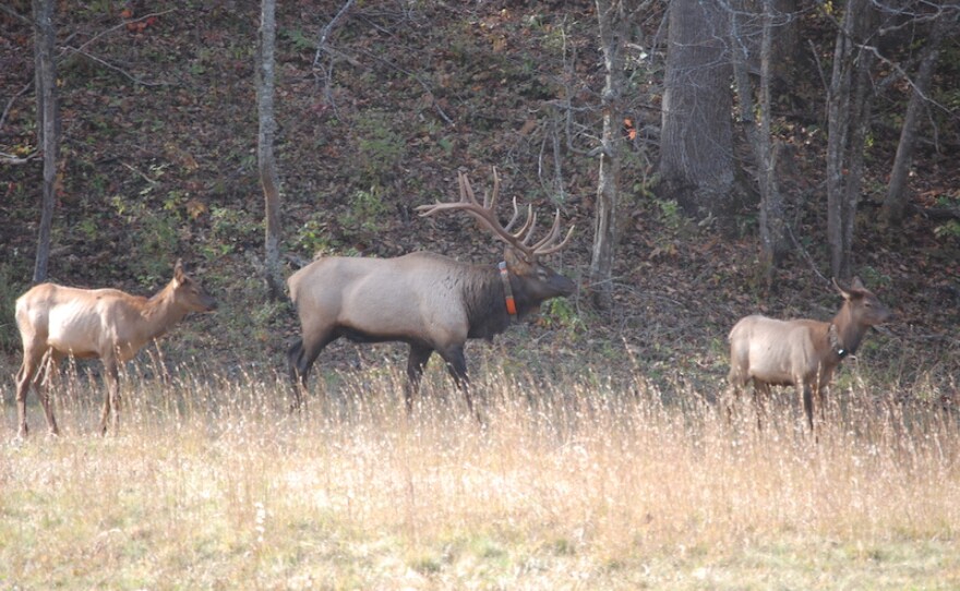 Elk in the Cataloochee Valley in North Carolina