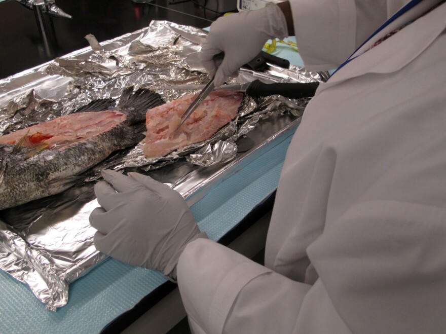 NOAA technician Chanda Gaines pulls a sample from a tripletail caught in the Gulf of Mexico. The lab puts Gulf seafood through a series of sensory and chemical tests for contamination from the BP oil spill.