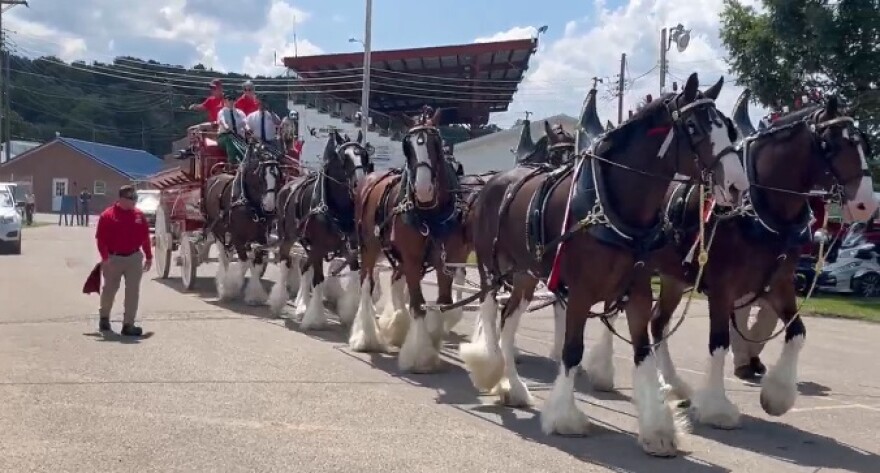 Clydesdales are led down a street
