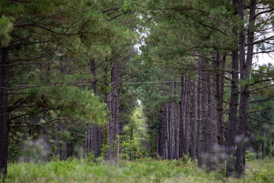 Tall trees in the woods.