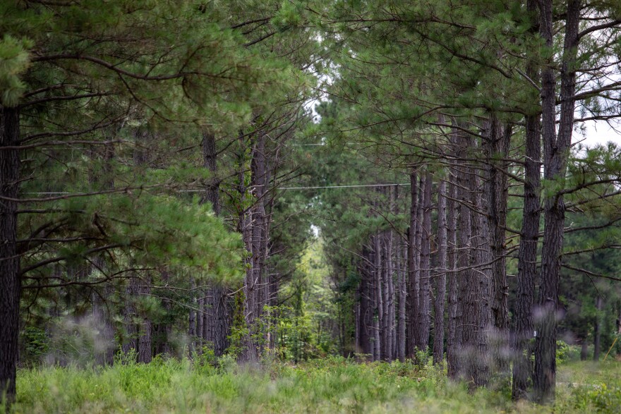 Tall trees in the woods. 