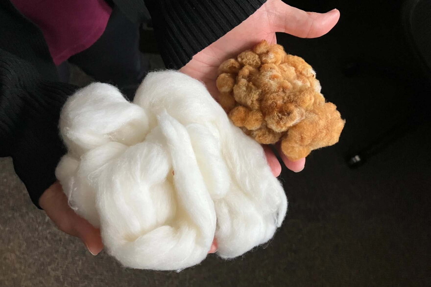 Corrinne Grover holds wild cotton fibers (right) next to domesticated upland cotton fibers (left). Grover, a research scientist and assistant adjunct professor at Iowa State University, led the genomics work for a recently published paper in the Proceedings of the National Academy of Sciences.