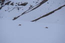 Snow leopards frolic on snowy terrain. (Courtesy of Kulbhushansingh Suryawanshi)