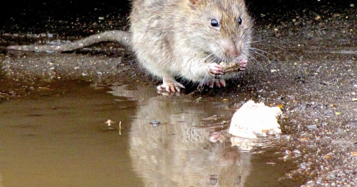 Rats! Rodent Numbers Spur Eugene Officials To Launch Control Campaign