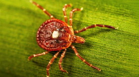 An adult female lone star tick crawls on a blade of grass. Lone star ticks derive their name from the distinctive silvery-white dot on the backs of adult females. Adult males do not have a central dot, though they have other white markings. Immature lone star ticks and larvae do not have any distinctive markings.
