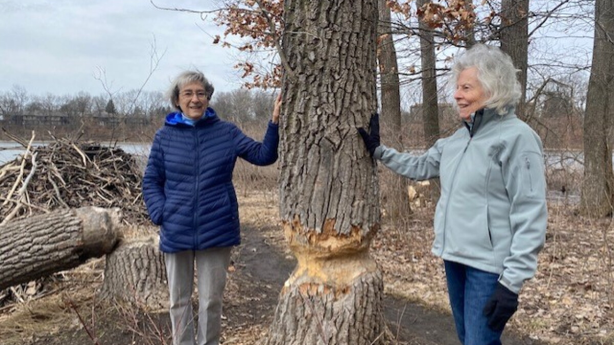 Why's That: How many beavers live at Asylum Lake? - Vimarsana News