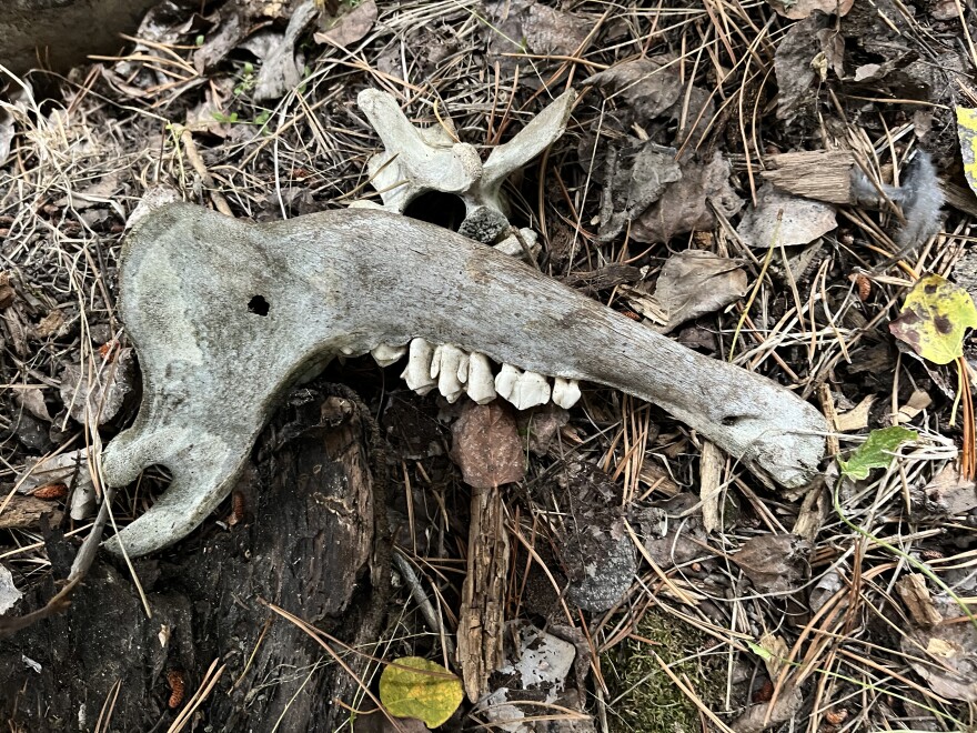 A piece of wood inside a skeletal animal jaw.