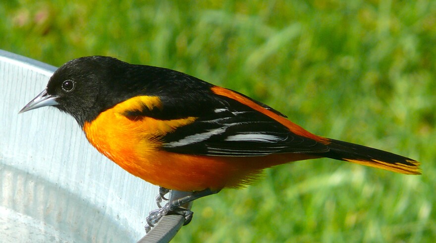 A Baltimore oriole