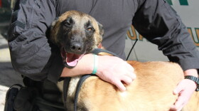 The Alachua County Sheriff's Office recently acquired a 1 1/2-year-old male Belgian Malinois from the Slovak Republic to join its K9 force. It will replace Recon, another K9 dog who retired last December. (Photo courtesy of Alachua County Sheriff's Office)