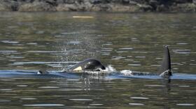 This picture from July 21 shows shrinkage around orca J50's head from weight loss, aka "peanut head syndrome." CREDIT: KATY FOSTER/NOAA
