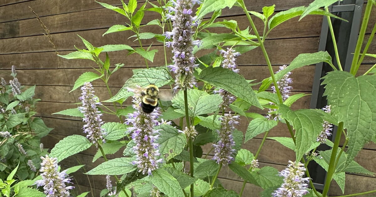 Endangered bumblebee sighting in Iowa signals a win for local conservation