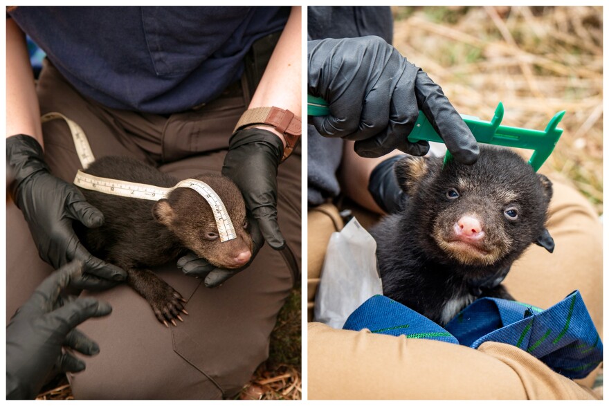 After finding a den and incapacitating the mother, Missouri Department of Conversation staff measure and microchip bear cubs.