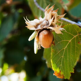Hazelnuts on a tree