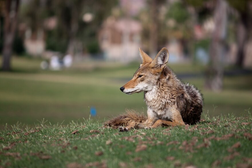 coyotes