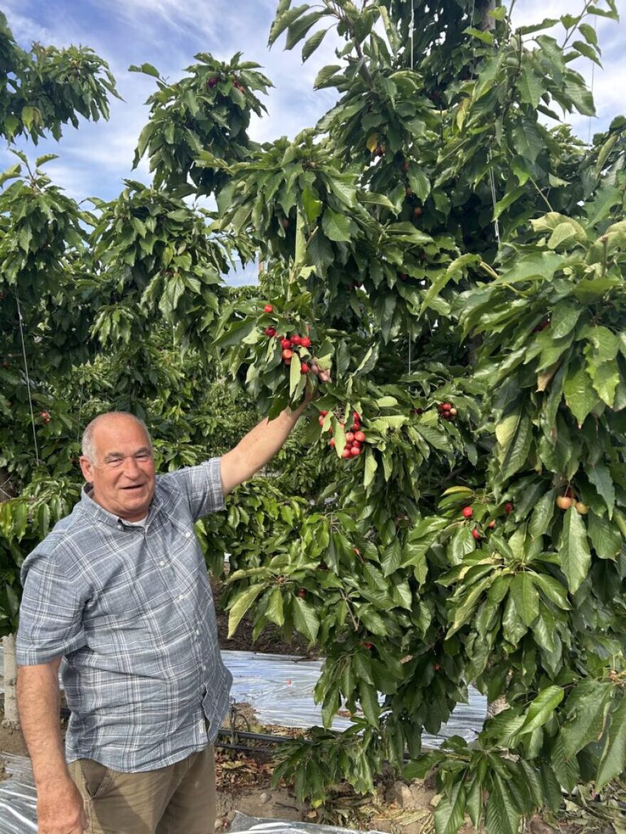 A man holds a cherry tree in a field. The tree has bright red cherries on it.