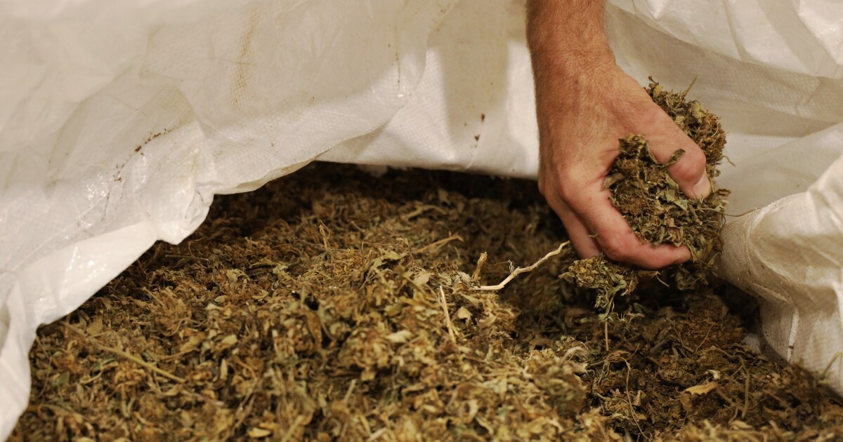 How is the cannabis industry affecting New Yorkers?