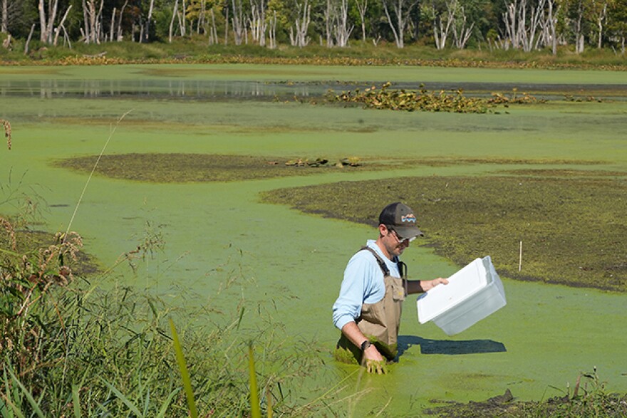 Purdue University assistant professor Tyler Hoskins wades into a murky pond at Purdue Wildlife Area.