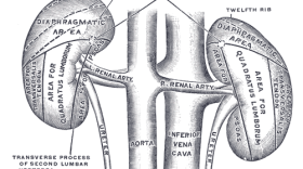  Researchers from Wash U have found kidneys from deceased patients with COVID-19 are just as safe to transplant as kidneys from patients who tested negative for the virus. 