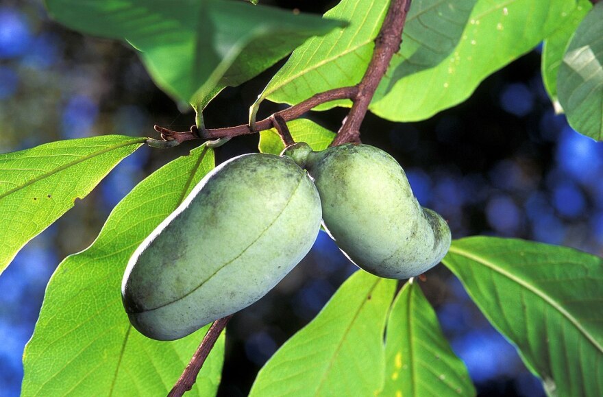 A pawpaw hanging from a branch