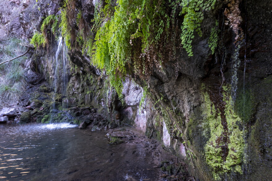 Cuenca Los Ojos is home to riparian areas.