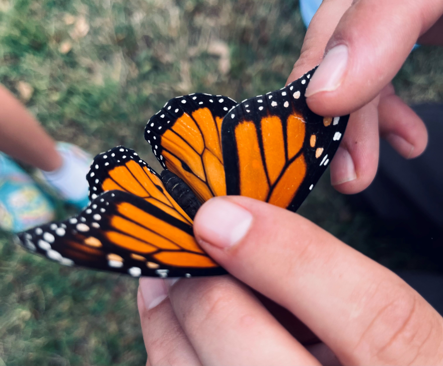 A butterfly is caught as part of a recent tagging event at the DeSoto National Wildlife Refuge in Iowa. In the last three decades, thousands of volunteers have helped tag butterflies to gather more information about their journey to Mexico.