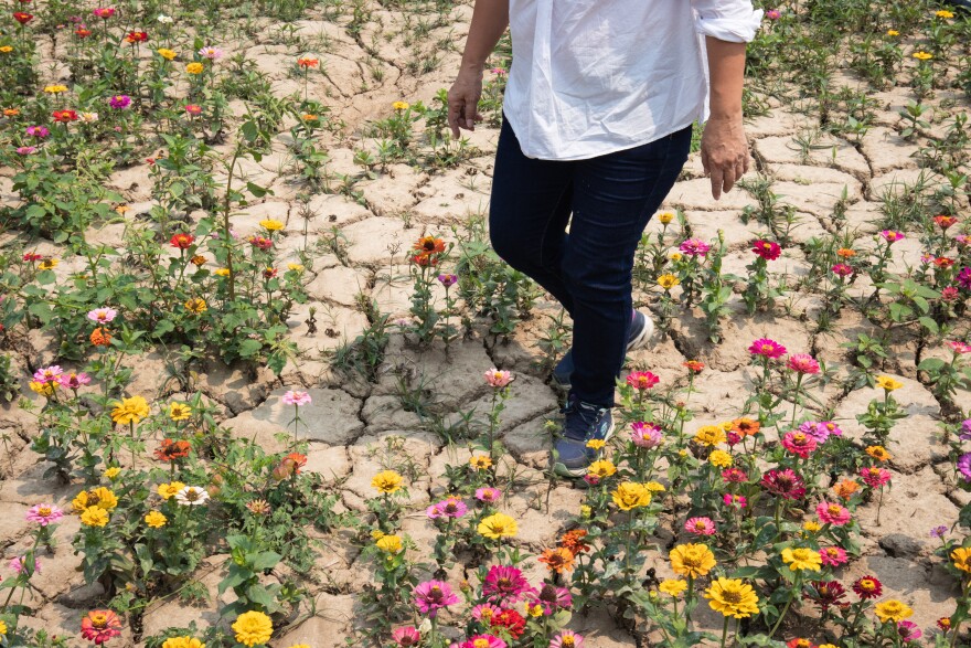 Zhang Meixue, head of a farmer's association in southern Tainan county, walks through one of her former rice paddies. Before the drought, the paddy would normally be filled with enough water to simultaneously raise ducks. Now she's growing flowers in the dried-out paddy to beautify the area and attract tourists.