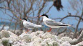 Roseate Terns standing on rocks