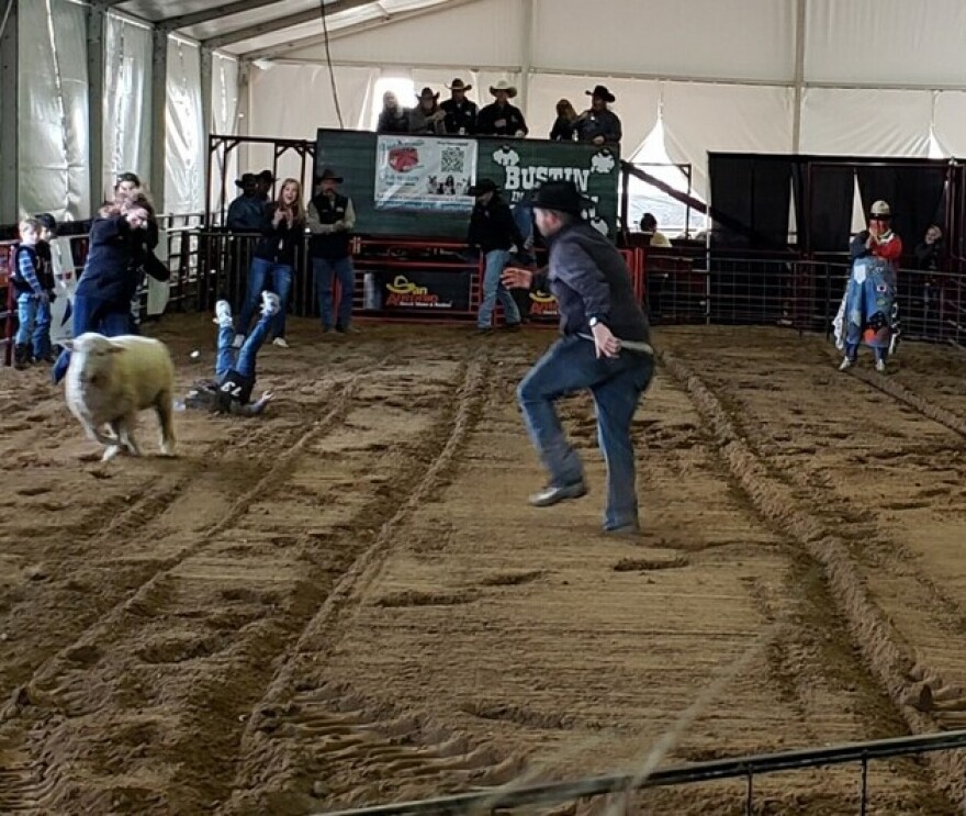 Young Carlos Salaiz takes a spill of the back of a sheep in the Muttin' Bustin' Barn at the stock show and rodeo