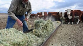 A California rancher delivers hay to feed his herd of beef cattle at a ranch on the outskirts of Delano, in California's Central Valley, in February 2014. (Frederic J. Brown/AFP/Getty Images)