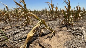 Many corn fields in western Kansas will end up being abandoned because they didn't grow enough grain to harvest. The USDA says more than half of the state’s corn is in poor or very poor condition. 